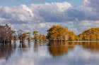 Bald cypress trees in autumn Caddo Lake-Uncertain-Texas Art Print